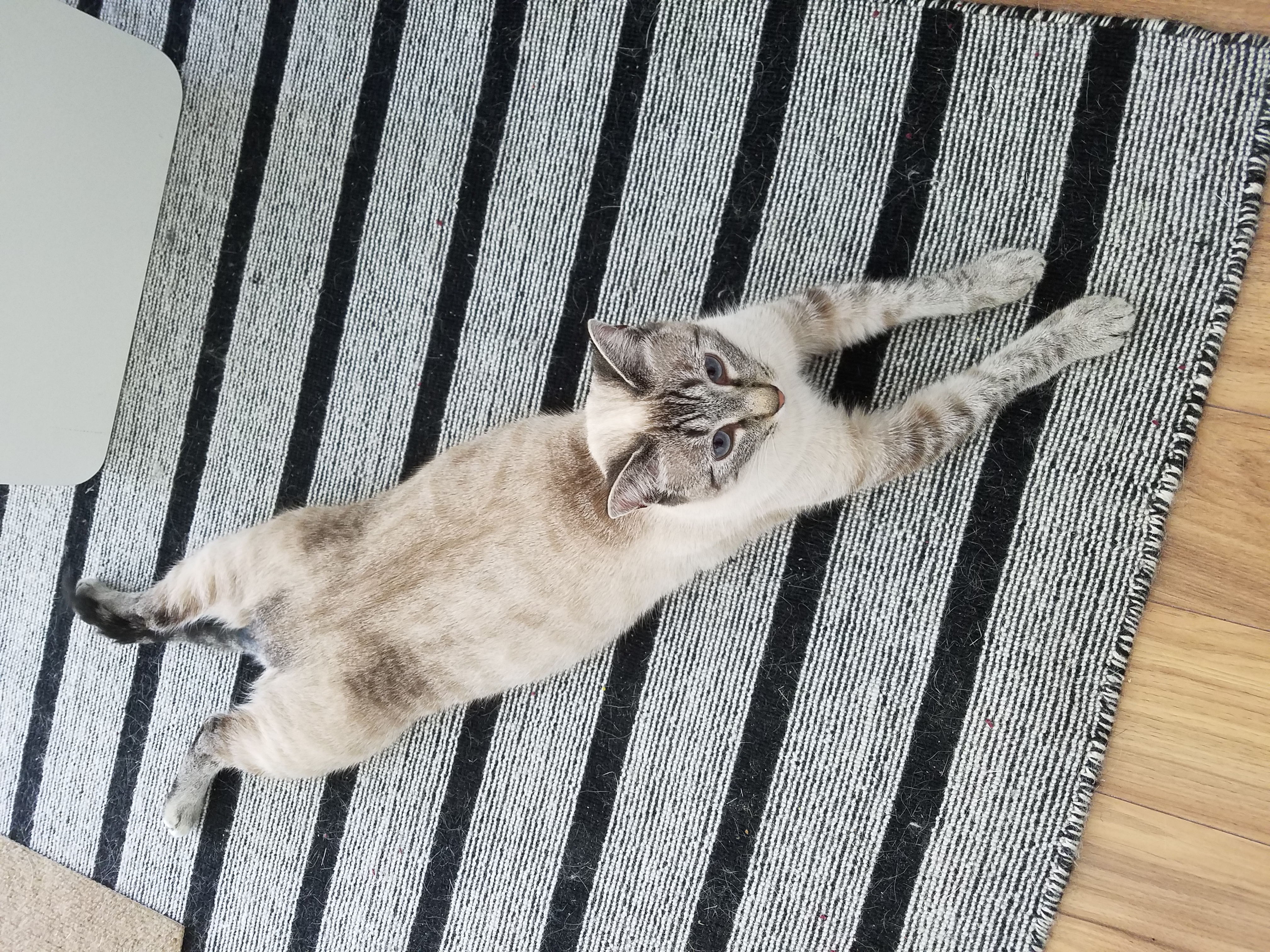Scratching The Rug Me I Was Just Stretching 