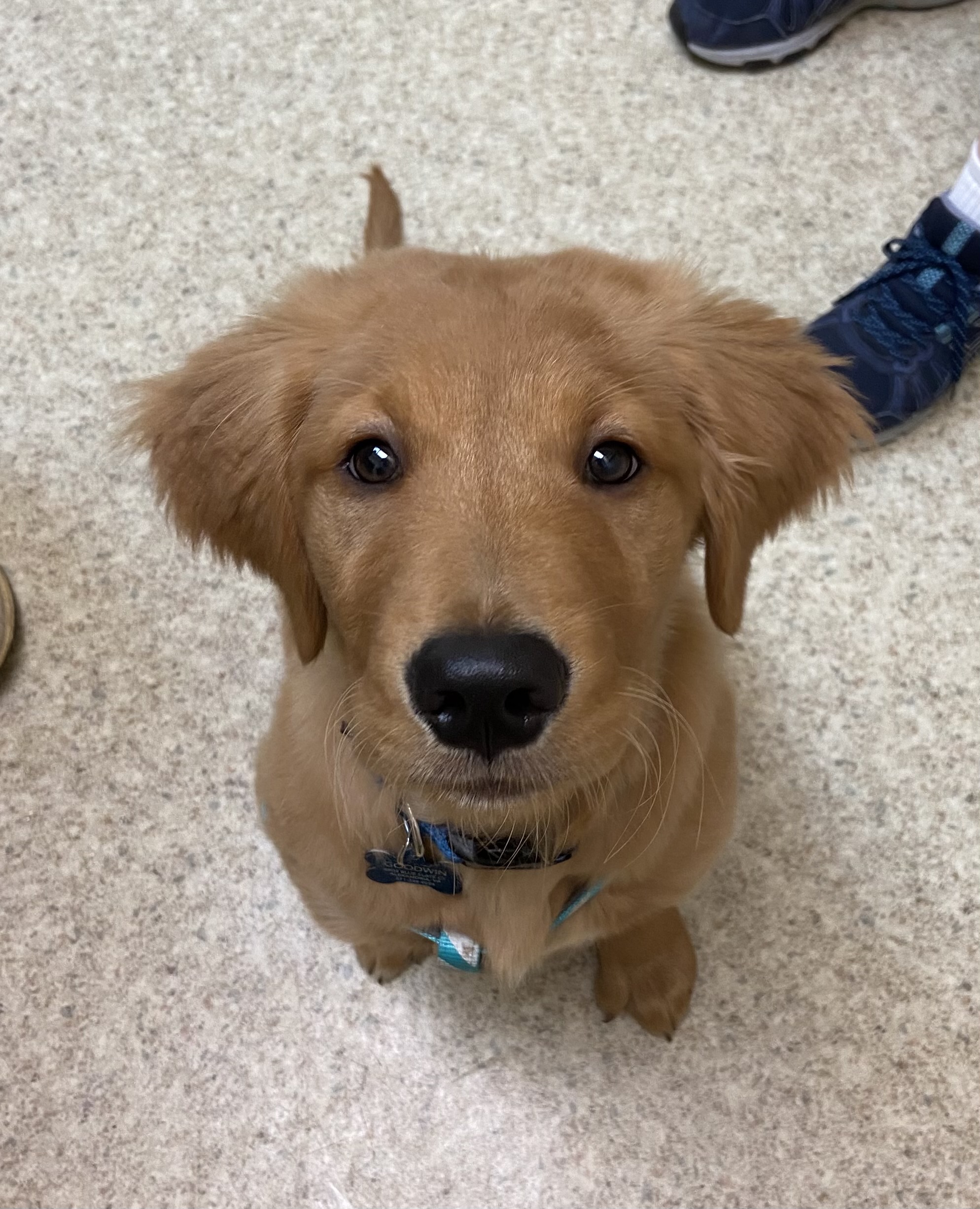 Dietassociated heart disease