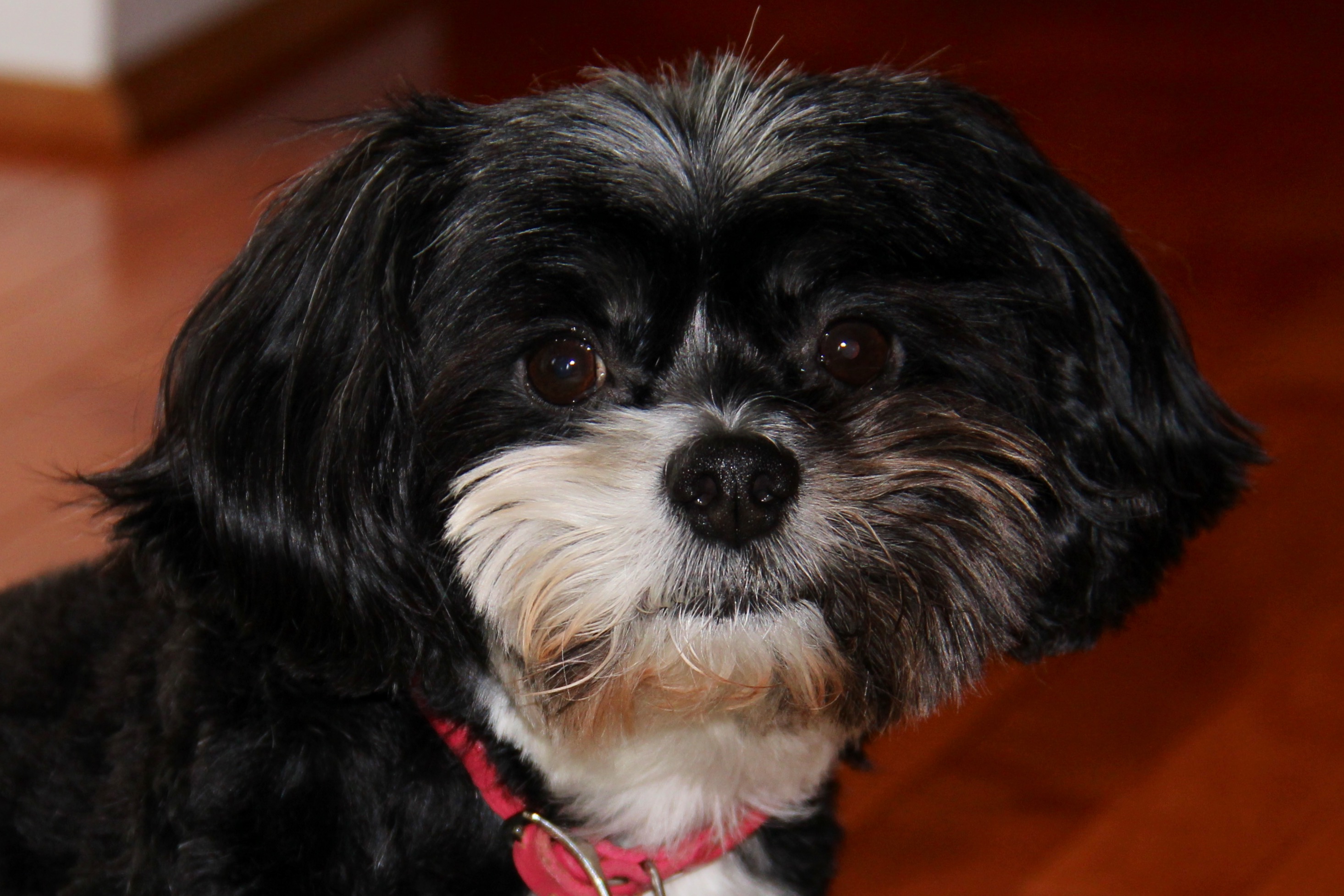 We Wish That Our Kids Could Be As Cooperative As Sparky For A Photo Op